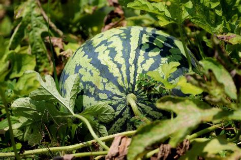 Watermelon pruning: when and how to do it - Global Gardening Secrets