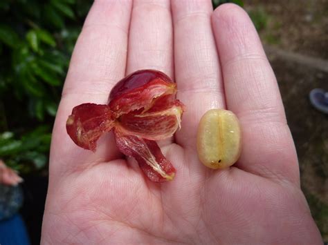 Free Images : hand, cafe, fruit, leaf, seed, flower, petal, coffee bean, aroma, finger, food ...