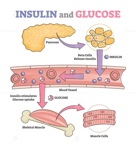 Insulin Diagram