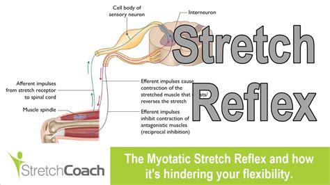 Understanding the Stretch Reflex | Myotatic Stretch Reflex (2023)