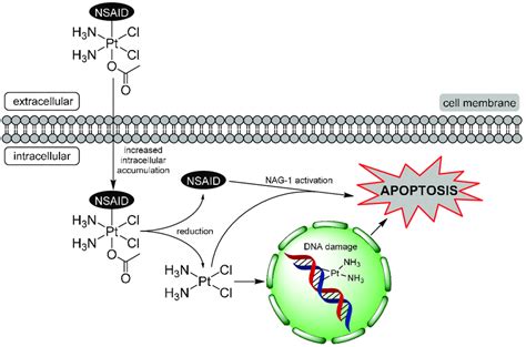 Proposed mechanism of action of the Pt(IV)-NSAID complexes ...