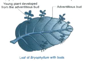 Illustrate the following with the help of suitable diagrams: Leaf of B