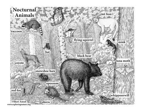 Nocturnal Animals - An Adaptation for Survival