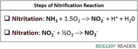 What is Nitrification? Definition, Process & Factors Affecting - Biology Reader