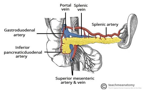 The Pancreas - Anatomy - Duct System - Vasculature - TeachMeAnatomy