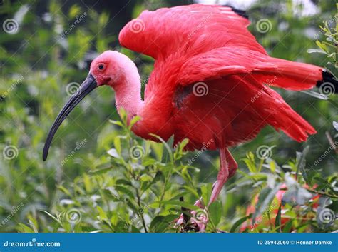 Scarlet Ibis At Caroni Swamp (Trinidad) Stock Photo - Image: 25942060