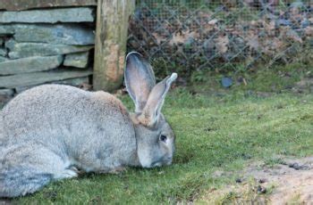 Continental Giant Rabbits for Sale In The US: Price and List of Breeders