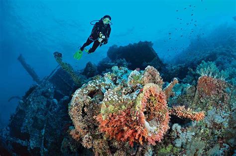Best Scuba DIving Sites To Consider In The Red Sea • Travel Tips