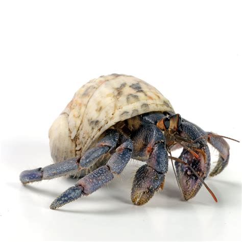 Hermit Crabs for Sale | Petco