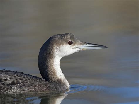 Arctic Loon Bird Facts (Gavia arctica) | Bird Fact