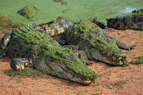Saltwater Crocodile, Australia | Stocksy United