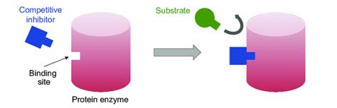 3. Schematic model of the competitive inhibition. A competitive... | Download Scientific Diagram