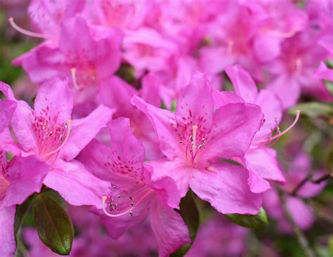 Flowering Azaleas at My Farm - The Martha Stewart Blog