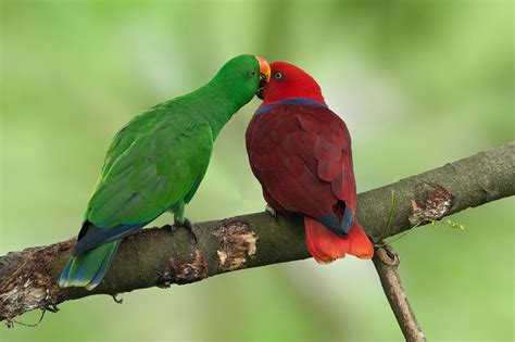 Eclectus Parrot — Full Profile, History, and Care