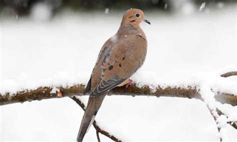 Dove Hunting in Oklahoma: Season Timing, Bag Limits, and Best Spots - A ...