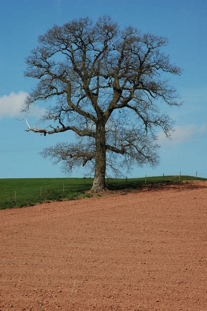 Oak tree at Moreton © Philip Halling cc-by-sa/2.0 :: Geograph Britain and Ireland