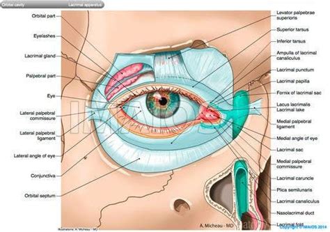 Lacrimal Sac Anatomy - ANATOMY