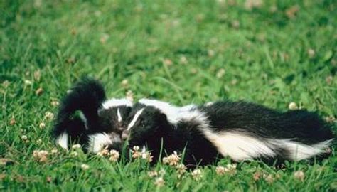 How Often Do Skunks Have Litters? | Animals - mom.me