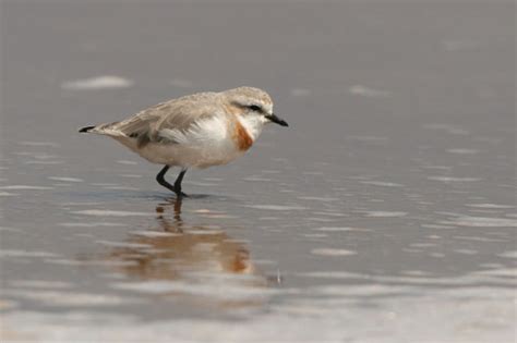 Photo - Chestnut-banded Plover - Anarhynchus pallidus - Observation.org