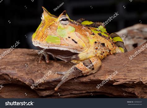 216 Amazon Horned Frog Images, Stock Photos & Vectors | Shutterstock