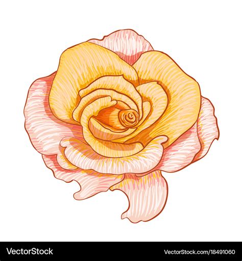 Digital painting of flower Royalty Free Vector Image