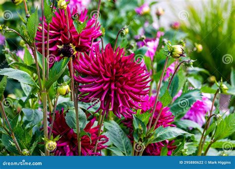 Dahlia the National Flower of Mexico Stock Photo - Image of summer ...