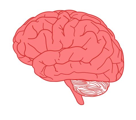 Human brain Clip art - Brain png download - 2400*2109 - Free ...