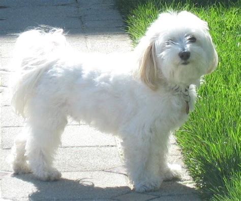 Top 10 Small Dogs that Don't Shed | Tiny dog breeds, Havanese puppies ...