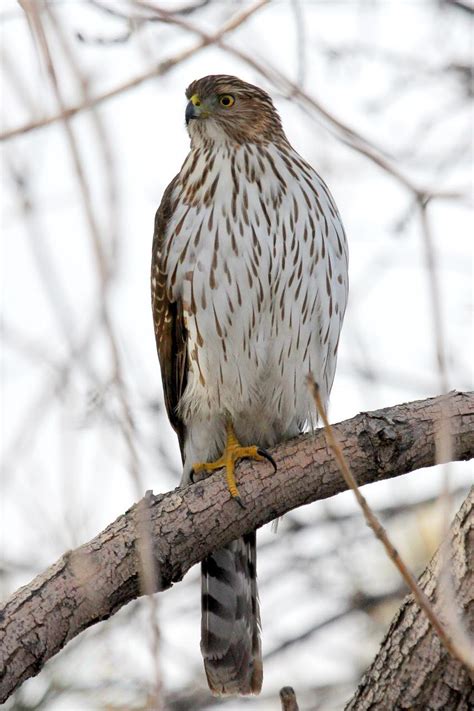 Cooper's Hawk — Birds of Prey Foundation | Broomfield, Colorado