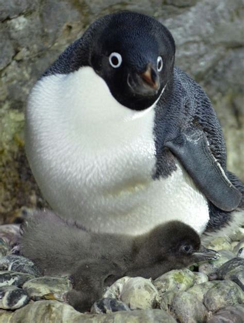 150,000 Antarctica penguins die after iceberg grounding: study | Penguins, Animals, Snow animals