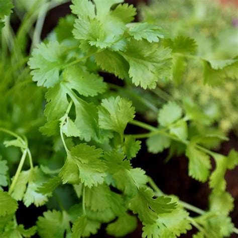 Buy coriander / Coriandrum sativum Coriandrum sativum