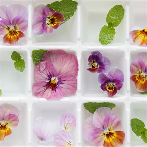 Edible Flower Ice Cubes - Culinary Blossom