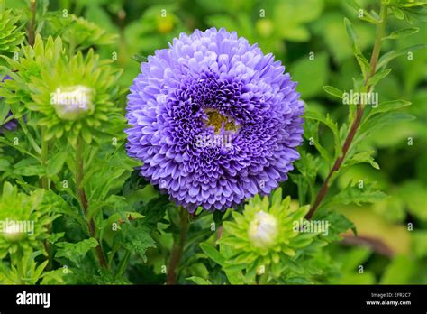 Chinese Aster (Callistephus chinensis), flower, Germany Stock Photo - Alamy