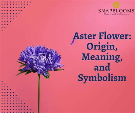 Aster Flower: Origin, Meaning, and Symbolism - SnapBlooms Blogs