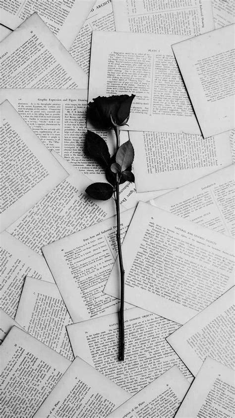 Aesthetic White Rose, Black and White Roses iPhone HD phone wallpaper ...