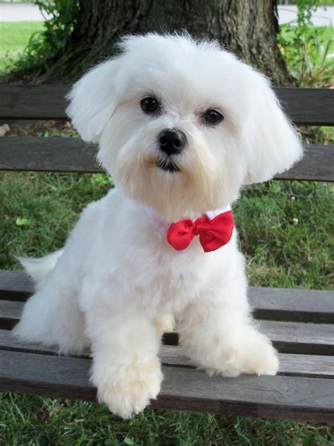 Maltese Adult Dogs * You can get more details of pet dogs by clicking ...