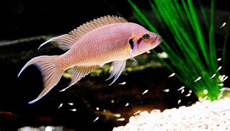 Cichlids Zone - All About Cichlids