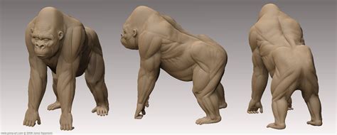 gorilla anatomy - Google Search | Animals | Pinterest | Anatomy