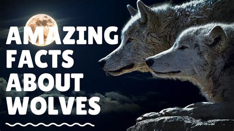 30 Interesting Facts About Wolves - Amazing Facts About Wolves - YouTube