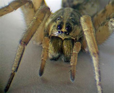 Wolf Spiders in Texas | Bugs In The News