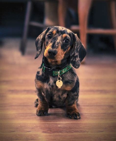 142 best Dapple Dachshunds images on Pinterest | Dachshund dog ...