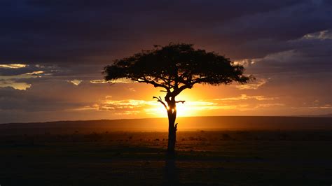 Download wallpaper 3840x2160 tree, sunset, landscape, africa 4k ...