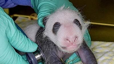 Panda cub is a girl, says San Diego Zoo - ABC News