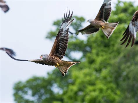 Wildlife to see in Wales | Flora and fauna | Visit Wales