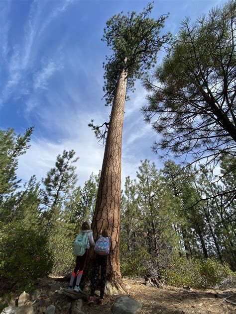 Forest Explorers Learn about Oregon Trees | The Environmental Center