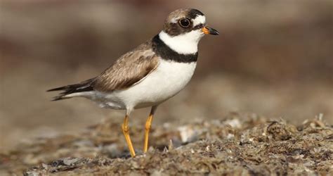 Semipalmated Plover Identification, All About Birds, Cornell Lab of Ornithology