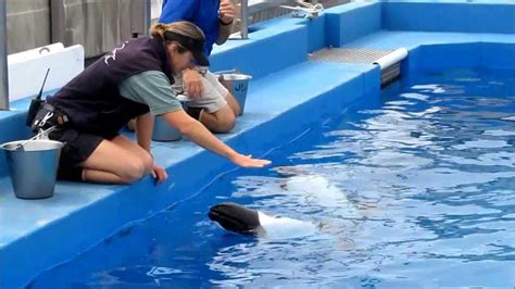 Seaworld Commerson's Dolphins Back Stage - YouTube