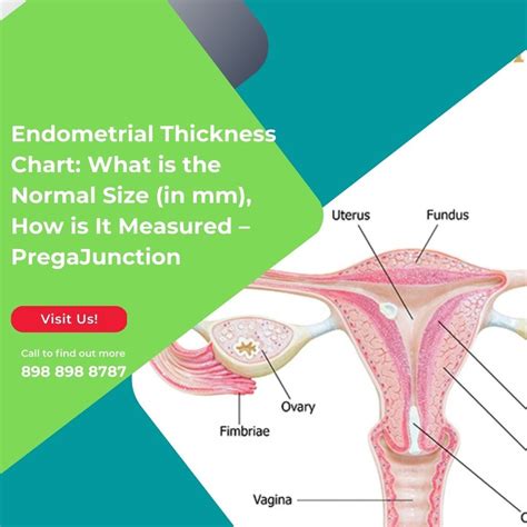 Endometrial Thickness Chart: What is the Normal Size (in mm), How is It ...