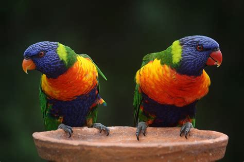 Rainbow Lorikeet Parrots Australia · Free photo on Pixabay