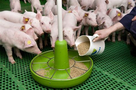 How To Start Pig Farming In Nigeria (The Complete Guide)